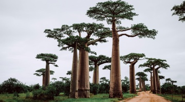 Madagascar